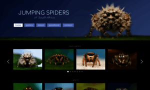 Jumpingspiders.co.za thumbnail