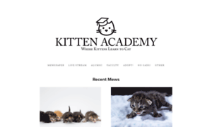Kitten.academy thumbnail