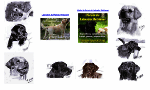 Labradors-retrievers.net thumbnail
