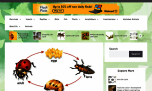 Ladybug-life-cycle.com thumbnail