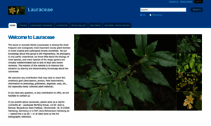Lauraceae.myspecies.info thumbnail