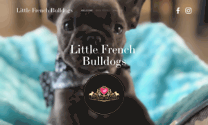 Littlefrenchbulldogs.com thumbnail