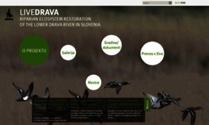 Livedrava.ptice.si thumbnail