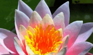 Lotus-soul.com thumbnail