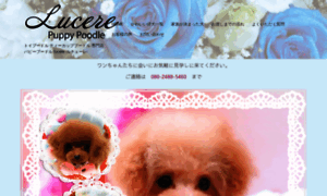 Lucere-poodle.com thumbnail