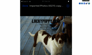 Luckypuppy.com thumbnail