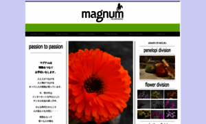 Magnum-chan.biz thumbnail