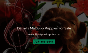 Maltipoopuppies.us thumbnail