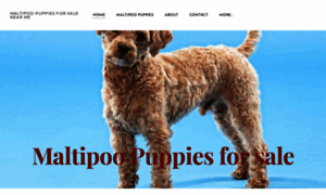 Maltipoopuppiesforsale.company.com thumbnail