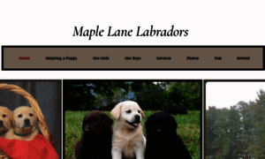 Maplelanelabradors.com thumbnail