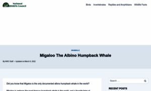Migaloowhale.org thumbnail