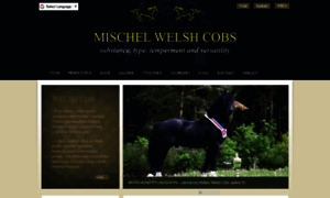 Mischelstud.com thumbnail