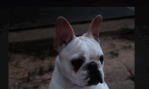 Northstarfrenchbulldogs.com thumbnail