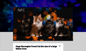 Norwegian-forest-cat.pictures-of-cats.org thumbnail