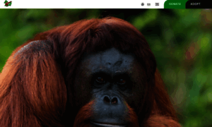 Orangutan.or.id thumbnail