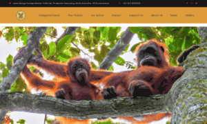 Orangutancentre.org thumbnail