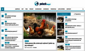 Paluch.org.pl thumbnail