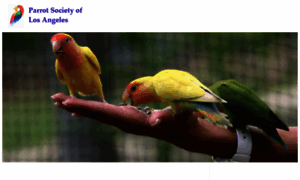 Parrotsocietyoflosangeles.org thumbnail