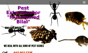 Pestcontrolandexterminatorstoronto.ca thumbnail