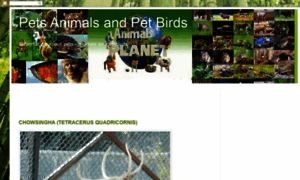 Petsanimals-petbird.blogspot.com thumbnail