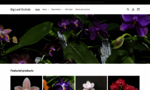 Phalaenopsis.net thumbnail