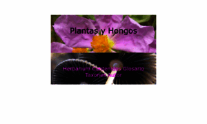 Plantasyhongos.es thumbnail