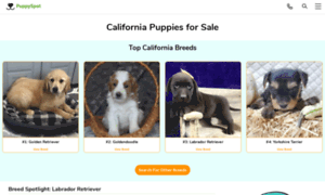 Pomeranian.californiapuppiesforsale.com thumbnail