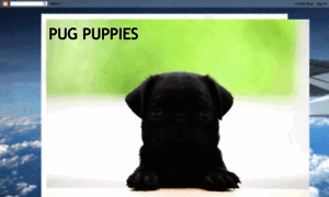 Pug-puppies-pam.blogspot.com thumbnail