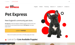 Puppies.petexpressboston.com thumbnail