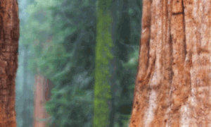 Redwoodgroup.com thumbnail