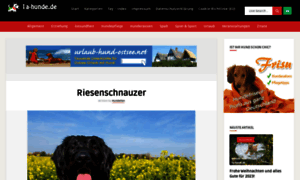 Riesenschnauzer-in-not-ev.de thumbnail