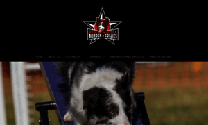 Rocknrollbordercollies.com thumbnail