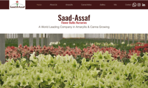 Saad-assaf.co.il thumbnail