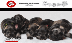 Schnauzer-pinscherclub.ch thumbnail