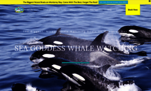 Seagoddesswhalewatch.com thumbnail