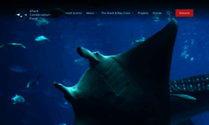 Sharkconservationfund.org thumbnail