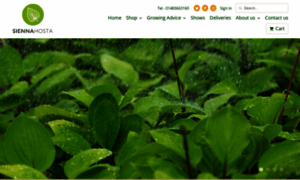 Siennahosta.co.uk thumbnail