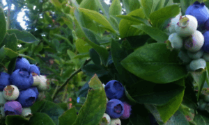 Sierracascadeblueberries.com thumbnail