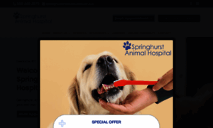 Springhurstanimalhospital.com thumbnail