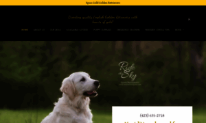 Spungoldgoldenretrievers.com thumbnail