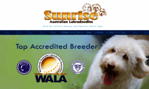 Sunriseaustralianlabradoodles.com thumbnail