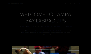 Tampabaylabradors.com thumbnail