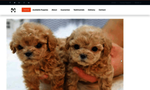 Teacup-puppies-forsale.com thumbnail