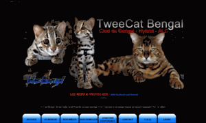 Tweecat.com thumbnail