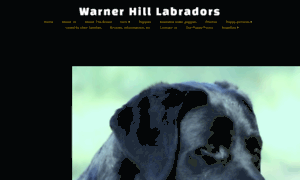 Warnerhilllabradors.com thumbnail