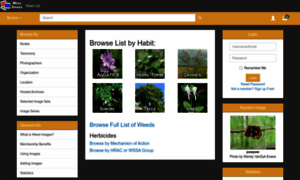 Weedimages.org thumbnail