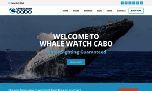 Whalewatchcabo.com thumbnail