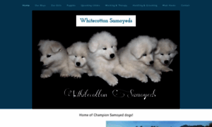 Whitecottonsamoyeds.com thumbnail