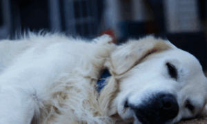 Whitemagicgoldenretrievers.com thumbnail