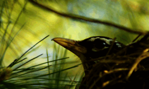 Wildbirdrehab.org thumbnail